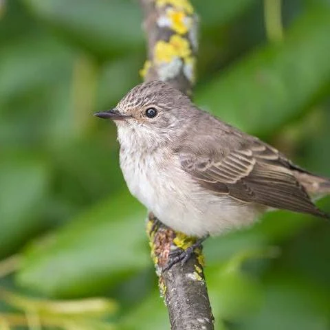 Gobemouche gris — Muscicapa striata