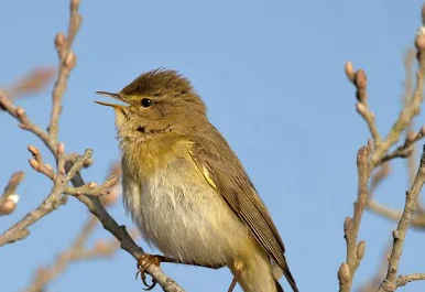 Pouillot fitis — Phylloscopus trochilus