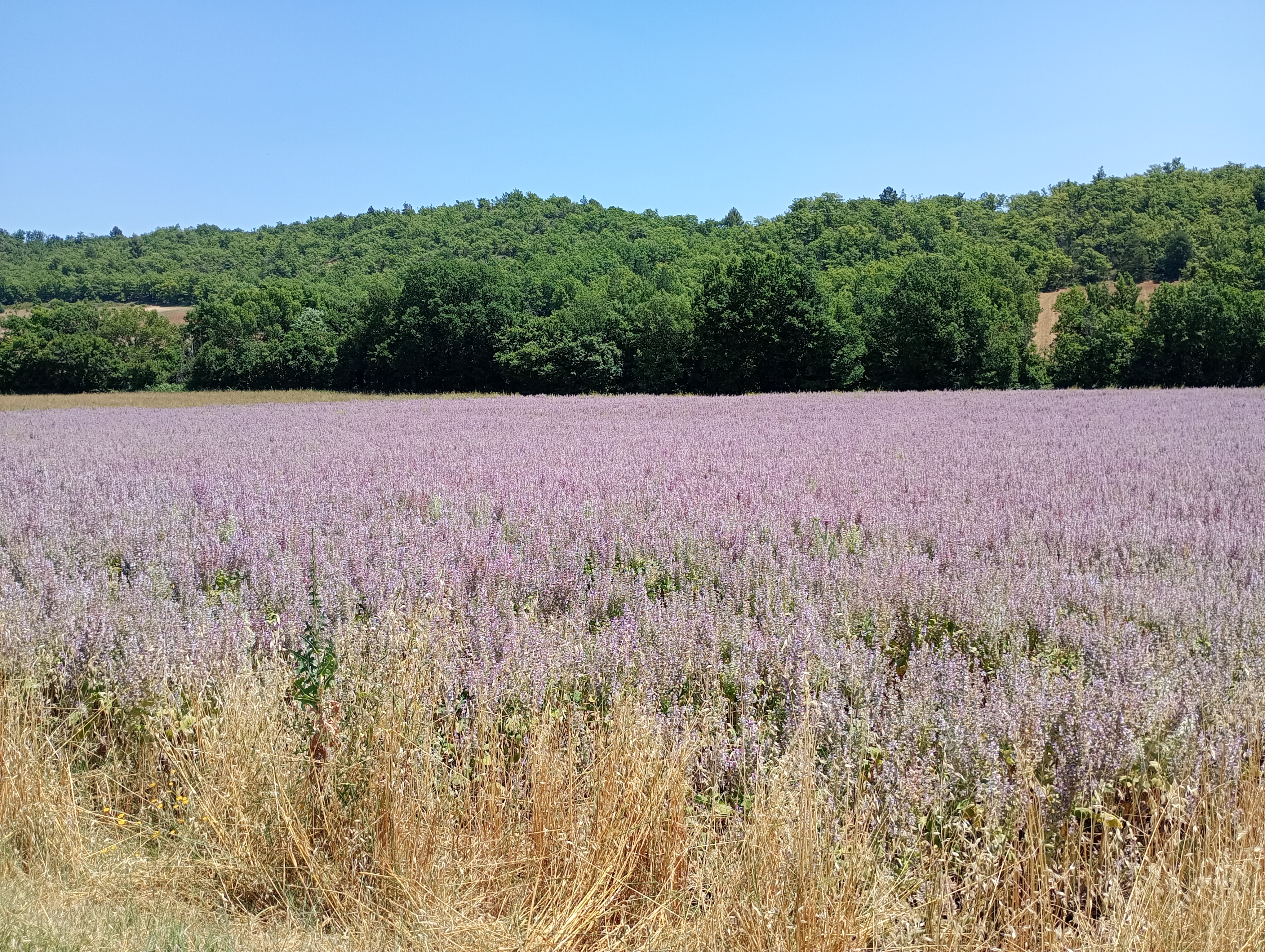 Champ de sauges